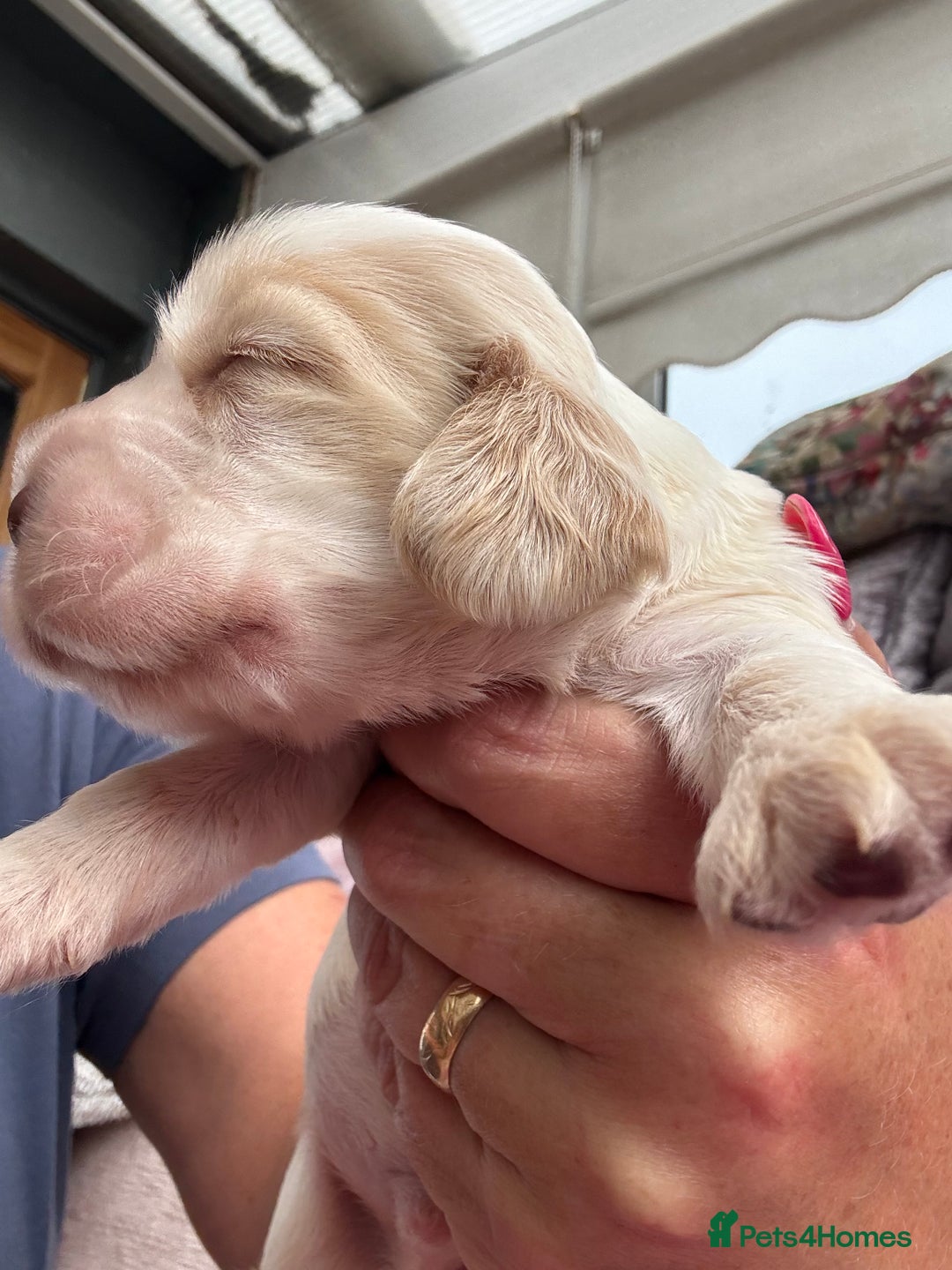 Cocker Spaniel dogs for sale: Outstanding show cocker pups - Image 15