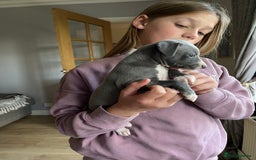 Italian Greyhound dogs for sale: 🐾kc registered Italian greyhound puppies 🐾 - Image 17