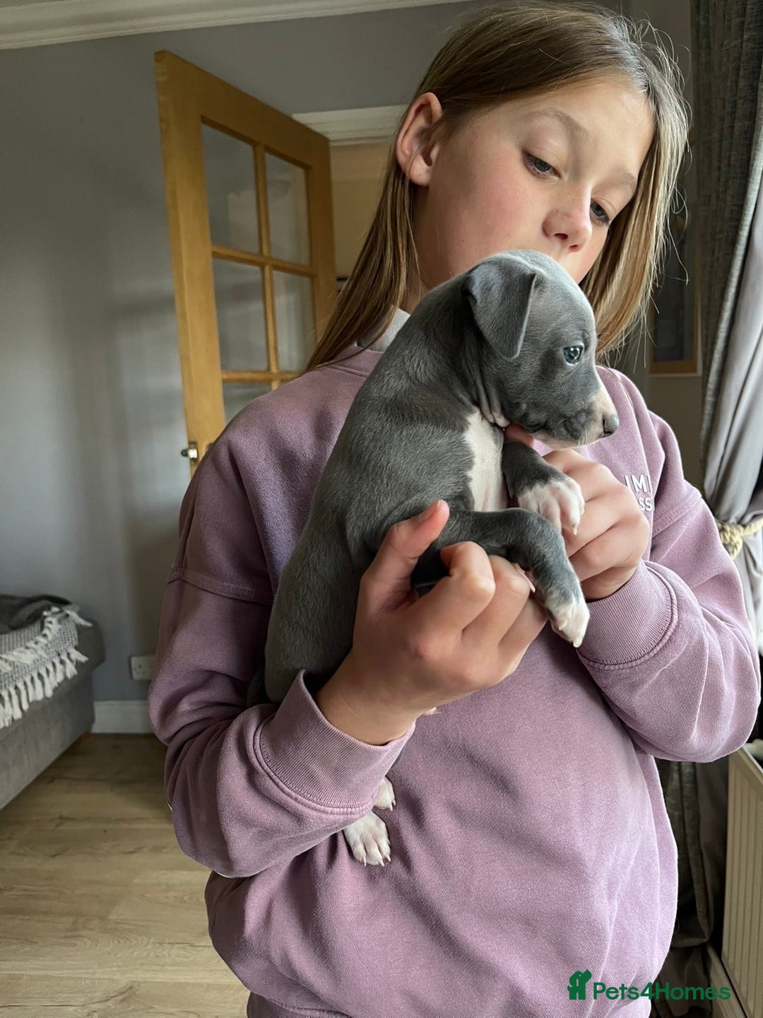 Italian Greyhound dogs for sale: 🐾kc registered Italian greyhound puppies 🐾 - Image 17