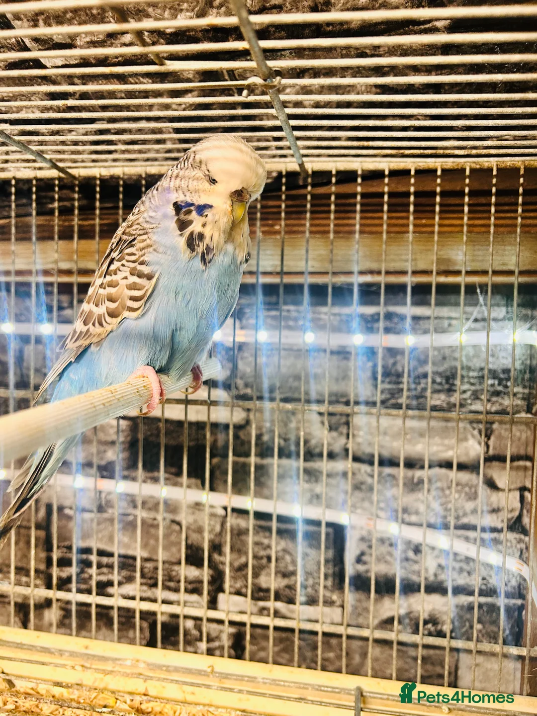 Budgerigars birds for sale: Various proven breeding pair budgies  - Advert 2