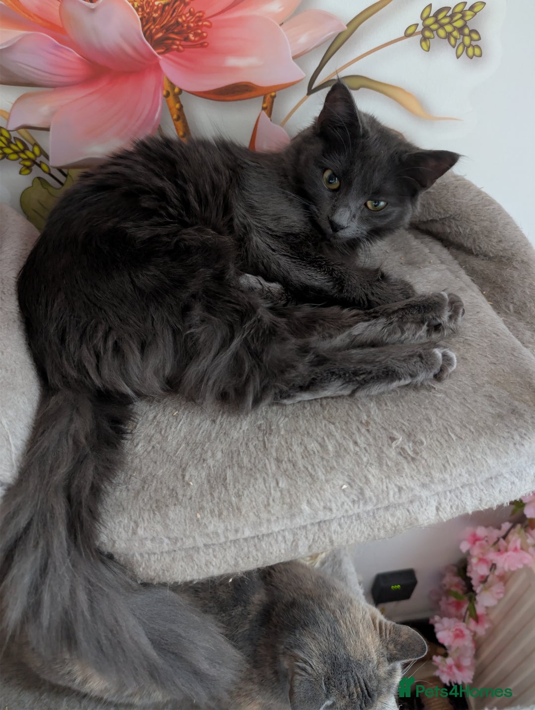 Mixed Breed cats for sale: Free Beautiful Young Female Cat for a new home - Advert 6