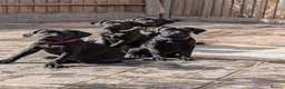 Cane Corso dogs for sale: Black female cane corsos puppies  - Advert 1