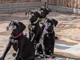 Cane Corso dogs Black female cane corsos puppies - Advert 1