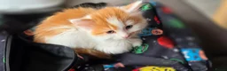Mixed Breed cats for sale: Beautiful 9 Week Old Mixed Breed Kittens Ready Now - Advert 30