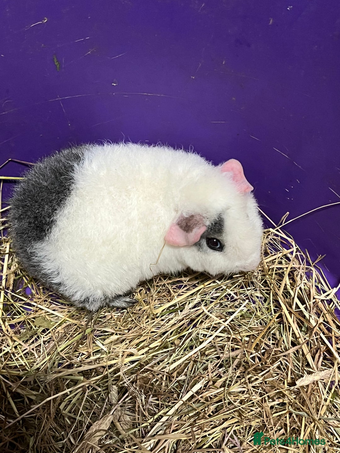 Guinea Pig rodents for sale: Last 3 Lovely Teddy Boars - READY  - Advert 3