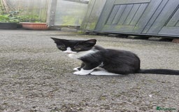 Domestic Shorthair cats for sale: 2 Cats for sale - Image 3