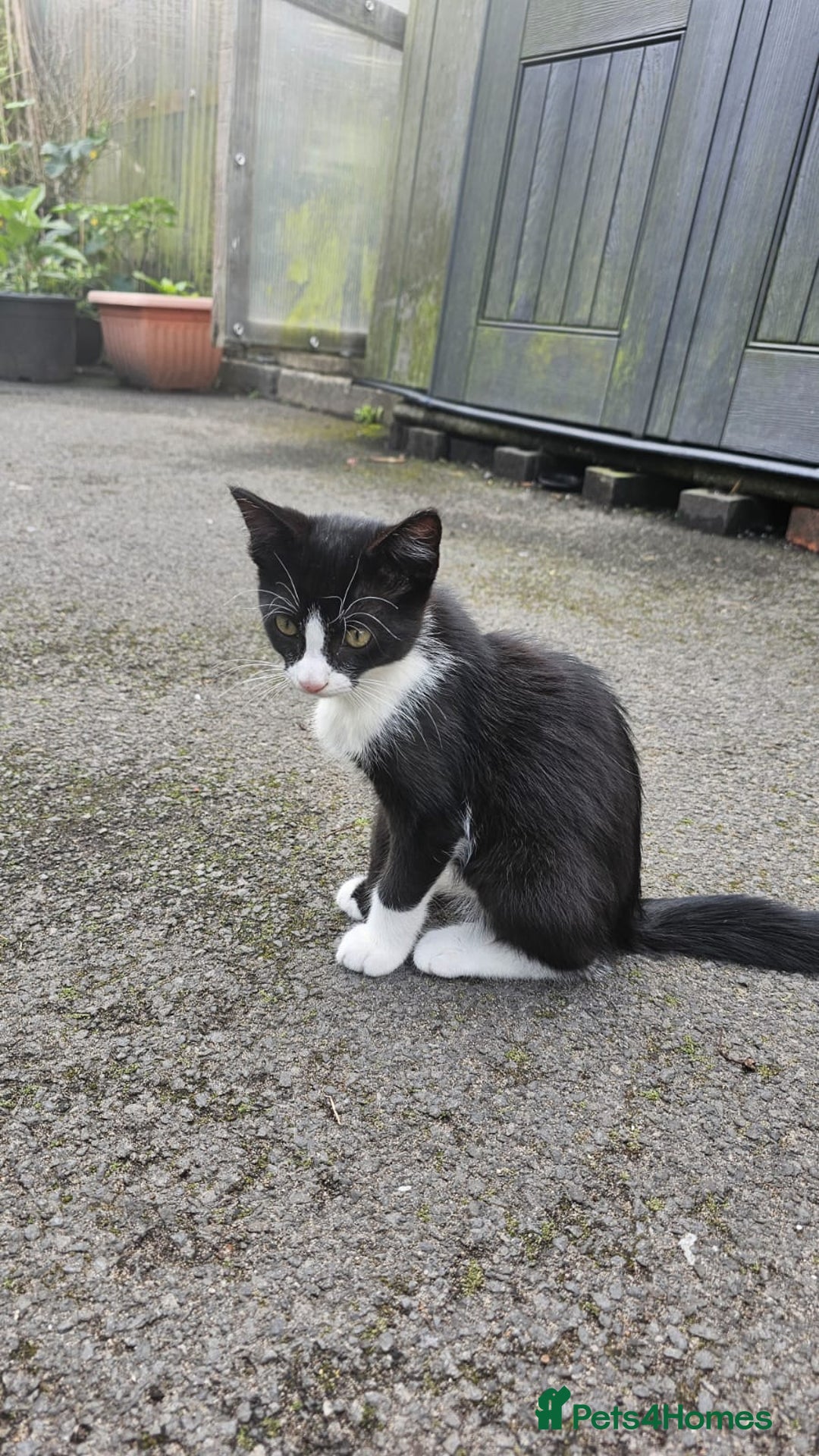 Domestic Shorthair cats for sale: 2 Cats for sale - Image 3