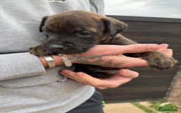 Mixed Breed dogs for sale: Outstanding quality litter of twelve pups - Image 21