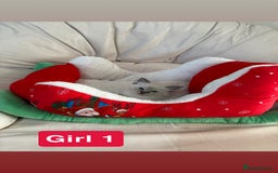 Ragdoll cats for sale: Stunning litter of ragdoll kittens  - Advert 14