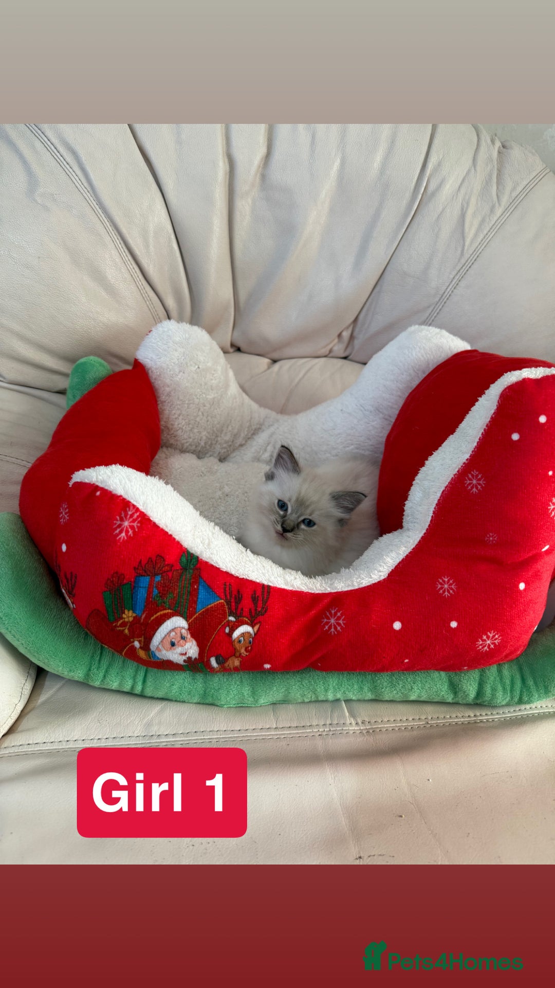 Ragdoll cats for sale: Stunning litter of ragdoll kittens  - Advert 14