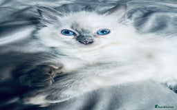 Ragdoll cats for sale: Ragdoll chocolate Lynx and bi colour Lynx  - Image 2