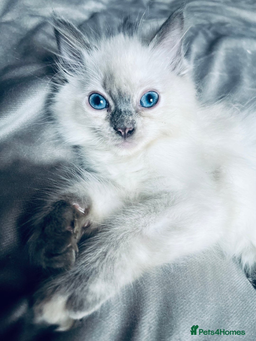 Ragdoll cats for sale: Ragdoll chocolate Lynx and bi colour Lynx  - Image 2