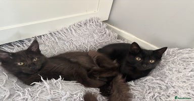 Mixed Breed cats - Advert 7