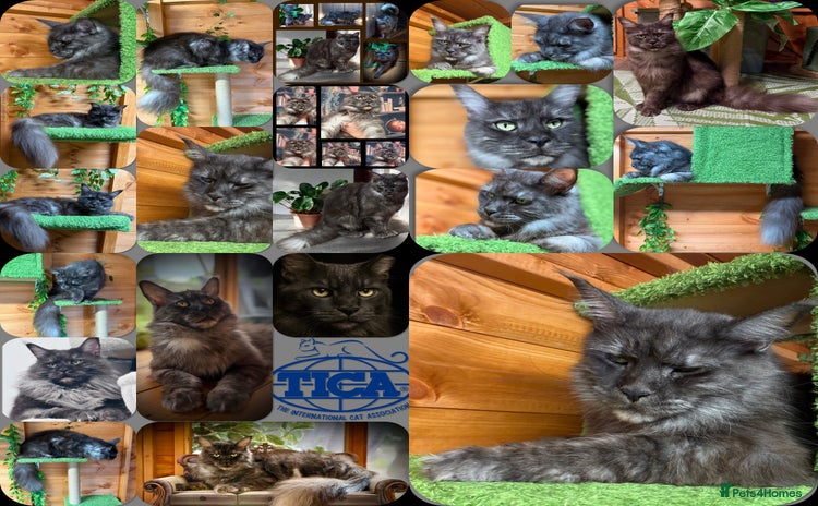 Maine Coon cats - Advert 10