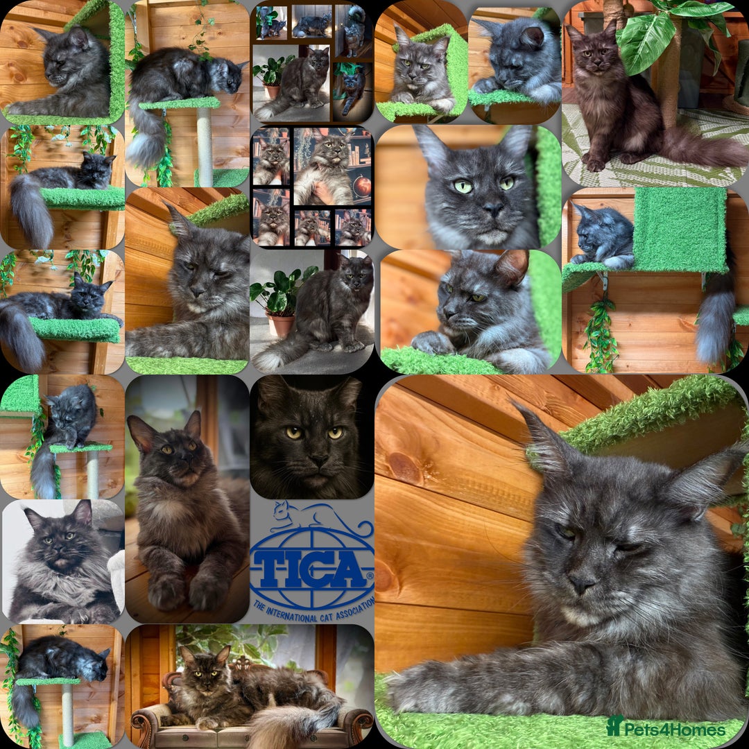 Maine Coon cats for sale: ANDERPRIDE HAVE KITTENS DUE - WAITING LIST OPEN  - Image 1