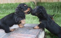 Miniature Dachshund dogs for sale: Ready now miniature long haired dachshunds in Stowmarket - Image 27