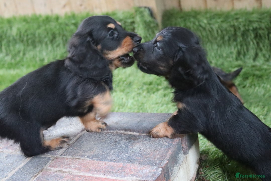 Miniature Dachshund dogs for sale: Ready now miniature long haired dachshunds in Stowmarket - Image 27