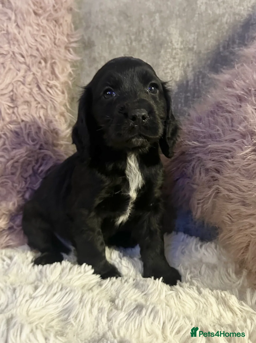Cocker Spaniel dogs for sale: Stunning spaniel girls looking for forever homes - Advert 2