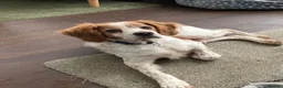 Brittany Spaniel dogs for adoption: Onil, a gorgeous Brittany - Advert 12