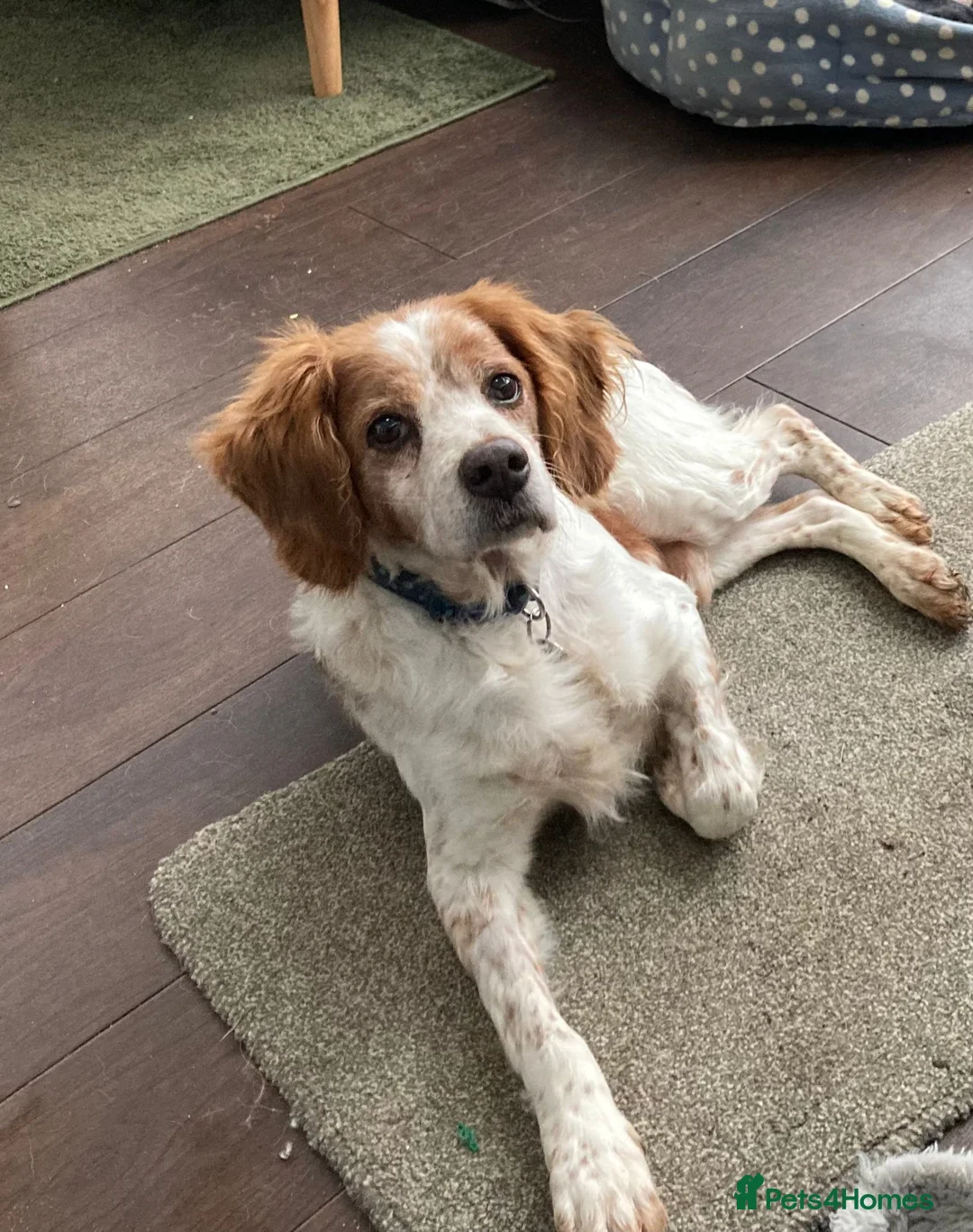 Brittany Spaniel dogs for adoption: Onil, a gorgeous Brittany - Advert 12