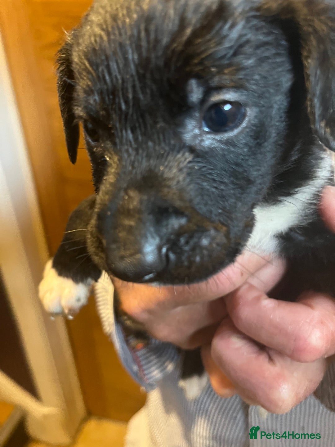 Mixed Breed dogs for sale: 8 puppies available rottweiler x border collie - Image 11