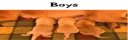Labrador Retriever dogs for sale: Stunning KC pups,health tested parents&manyFTCH/Ws in Mansfield - Advert 3
