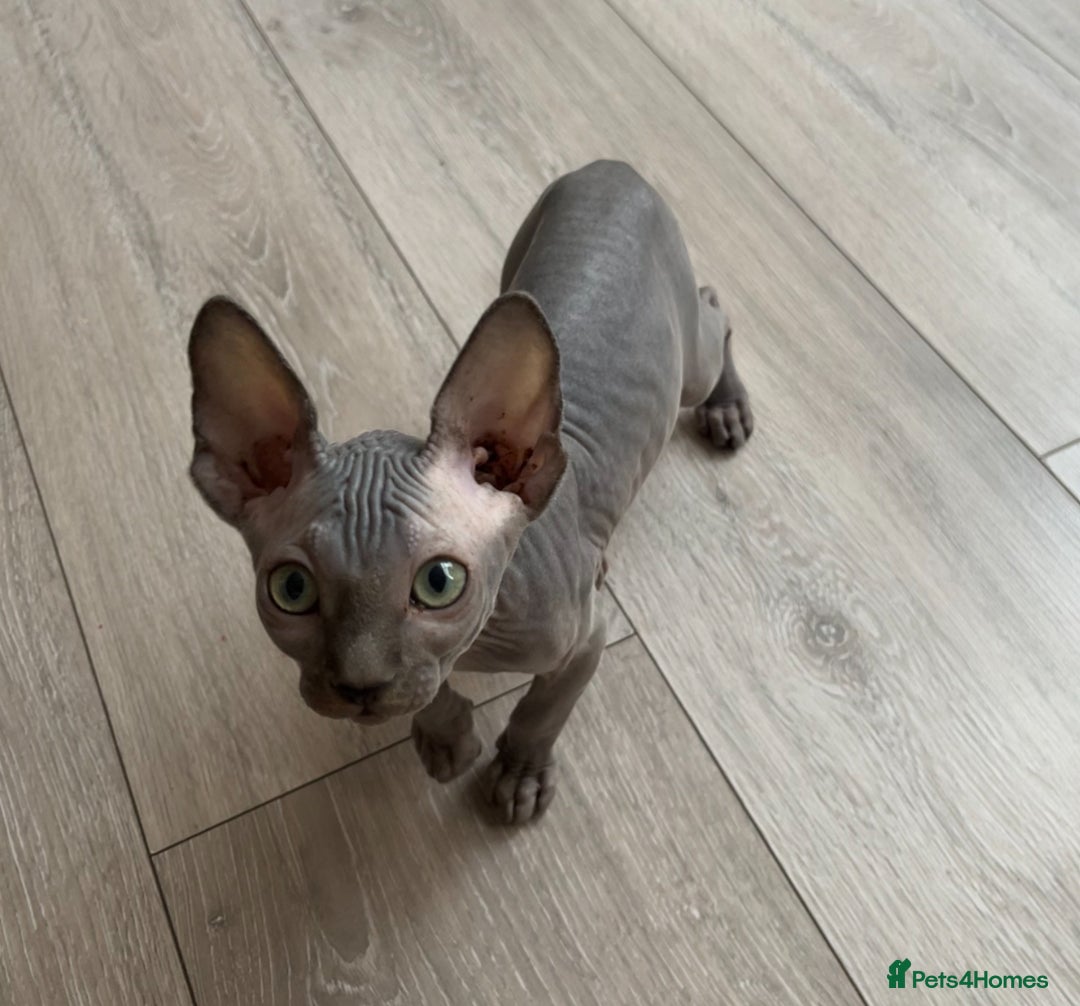 Sphynx cats for sale: 🌟Beautiful sphynx Ready for their new homes 🌟 - Image 12