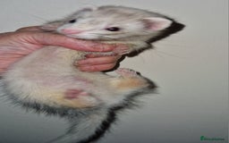 Ferret rodents for sale: Micro ferrets - Image 4