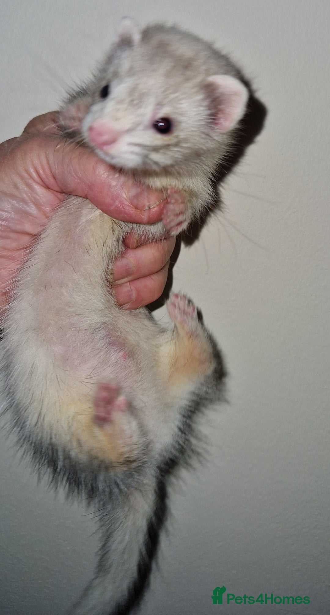 Ferret rodents for sale: Micro ferrets - Image 4