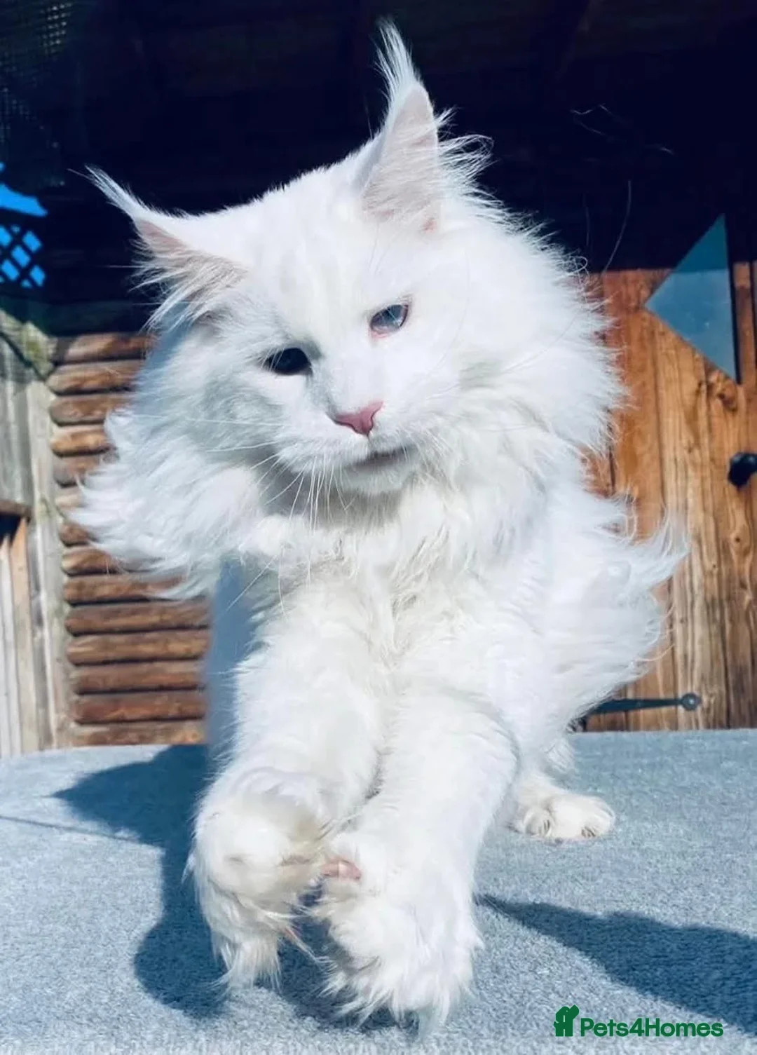 Maine Coon cats for stud: Pure white mainecoon stud with ice blue eyes in Chepstow - Advert 5