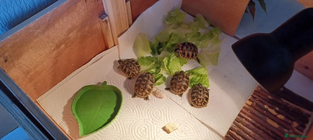 Hermann Tortoise reptiles for sale: Beautiful baby hermanns tortoises ready now  - Advert 5