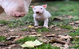 English Bull Terrier dogs for sale: English bull terrier puppy’s  - Image 8