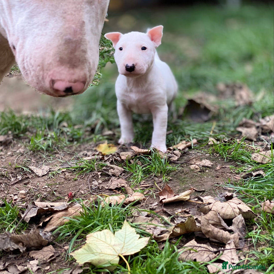 English Bull Terrier dogs for sale: English bull terrier puppy’s  - Image 8