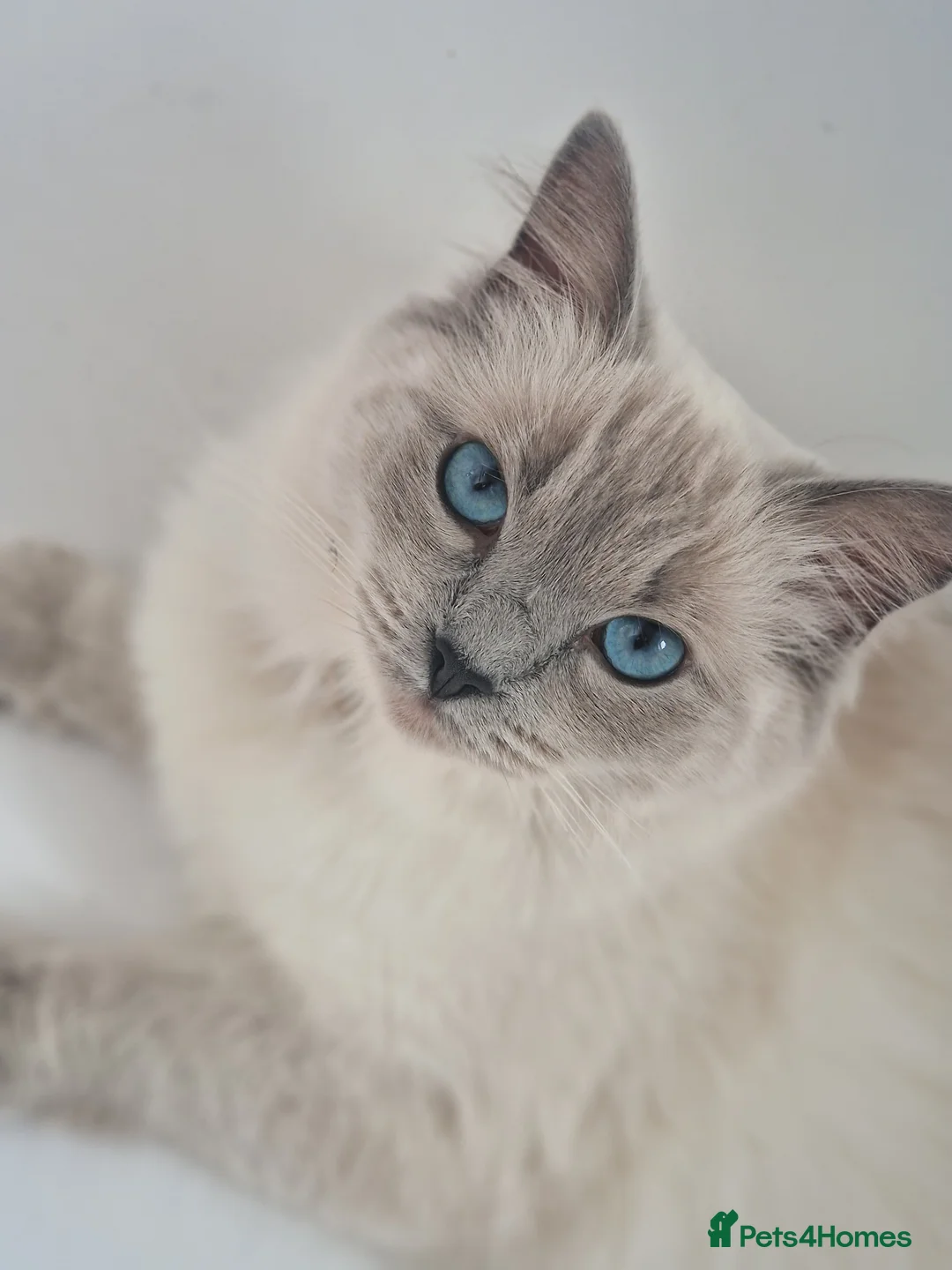 Ragdoll cats for sale: Pure Ragdoll Kittens  - Advert 6