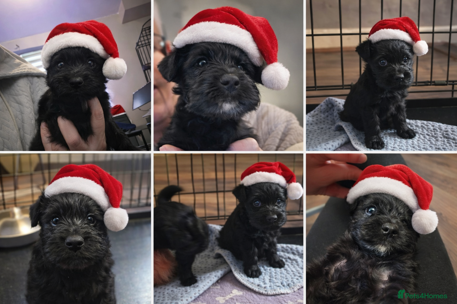 Miniature Schnauzer dogs Beautiful  miniature schnauzers - Advert 14