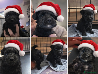 Miniature Schnauzer dogs Beautiful miniature schnauzers - Advert 14