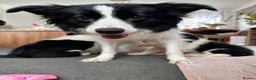 Border Collie dogs for sale: Stunning puppies from international champion line. - Advert 2