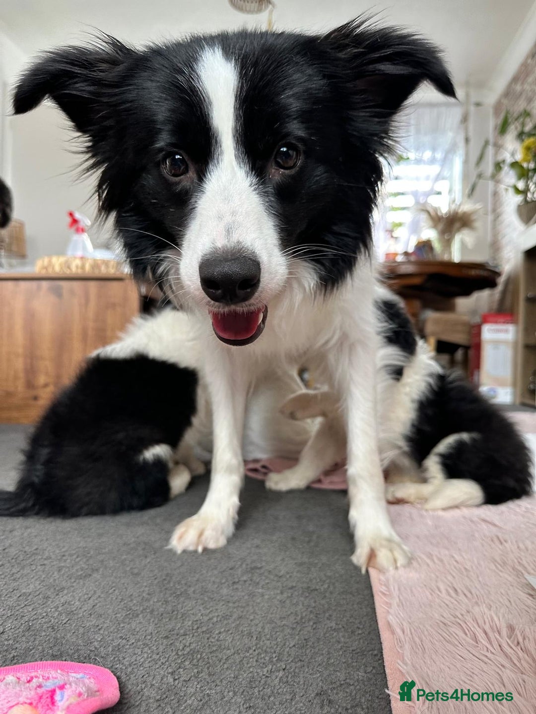 Border Collie dogs for sale: Stunning puppies from international champion line. - Advert 2