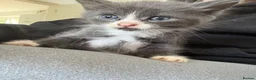 Mixed Breed cats for sale: Tammy surridge  in Bournemouth - Advert 6