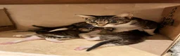 Mixed Breed cats for adoption: Gorgeous mom Lola looking for a home - Advert 1