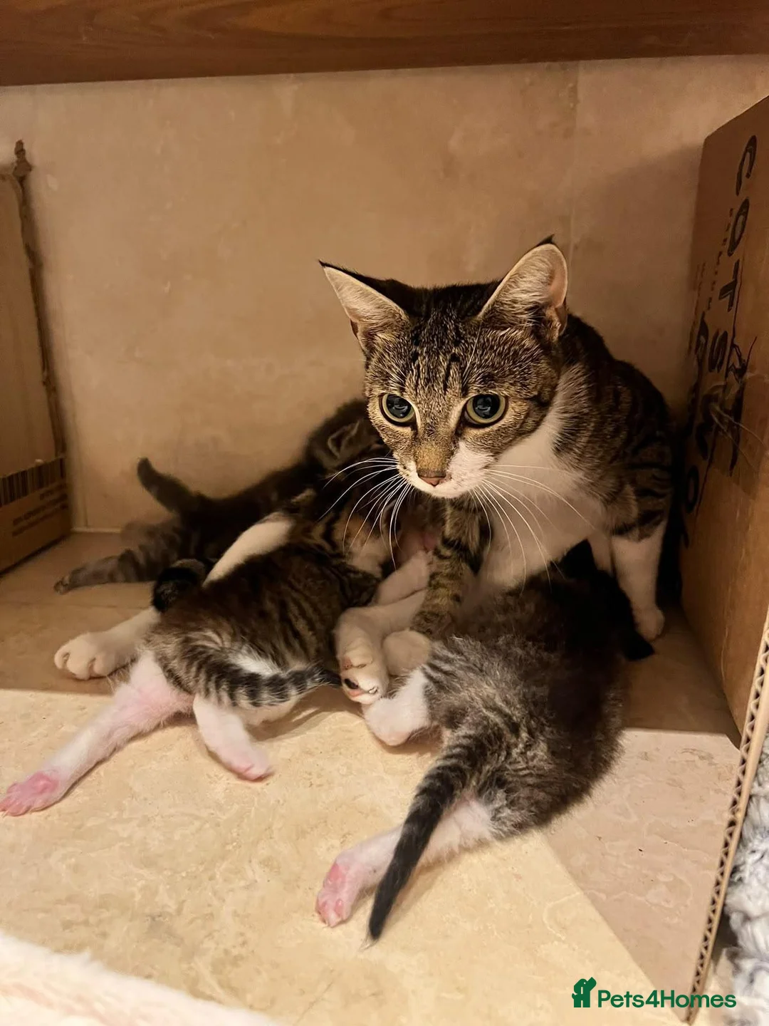 Mixed Breed cats for adoption: Gorgeous mom Lola looking for a home - Advert 1