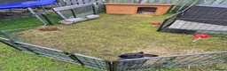 Continental Giant rabbits for sale: Giant Continental Rabbit  in Falkirk - Advert 8