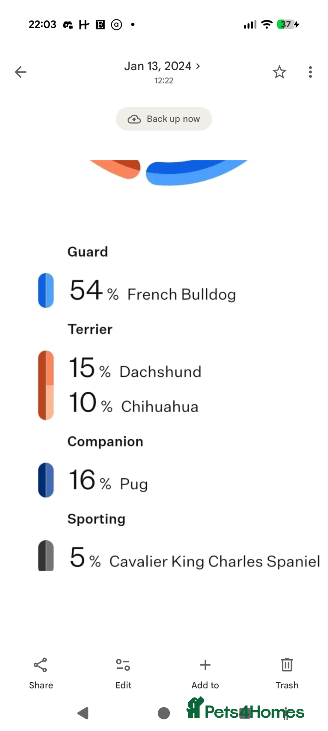 Mixed Breed dogs for sale: 75% Frenchie puppies - Advert 4