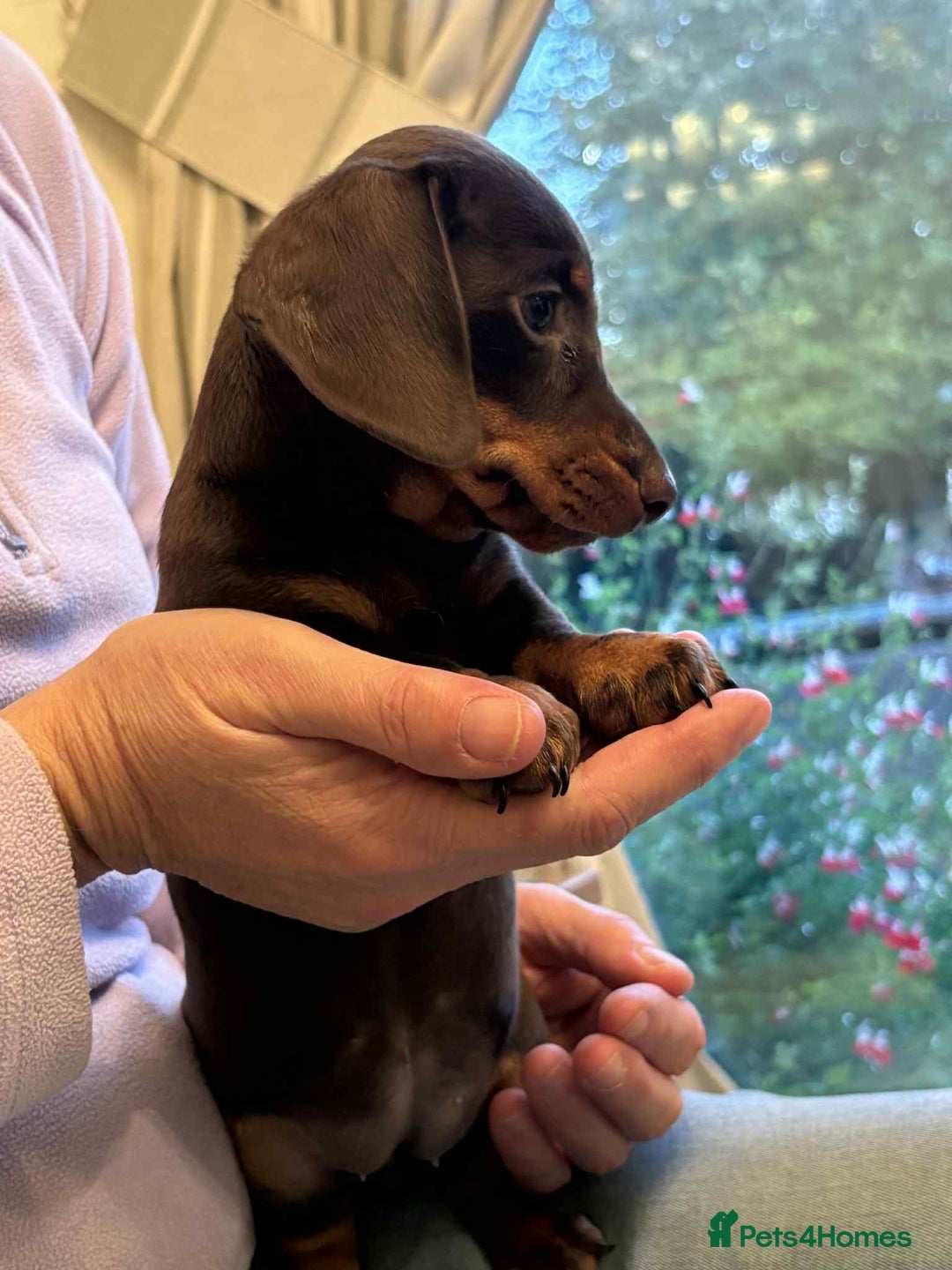 Miniature Dachshund dogs for sale: Kc reg pra clear mini smooth haired dachshund pups - Image 5