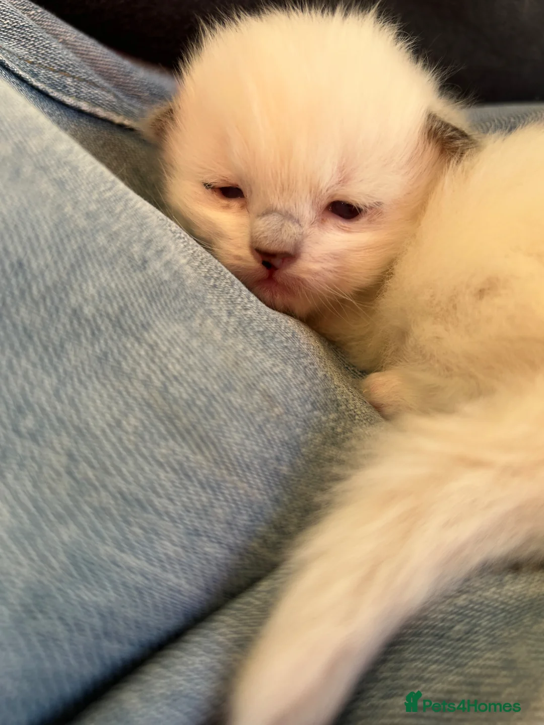 Ragdoll cats for sale: Ragdoll kittens in Bridport - Advert 5