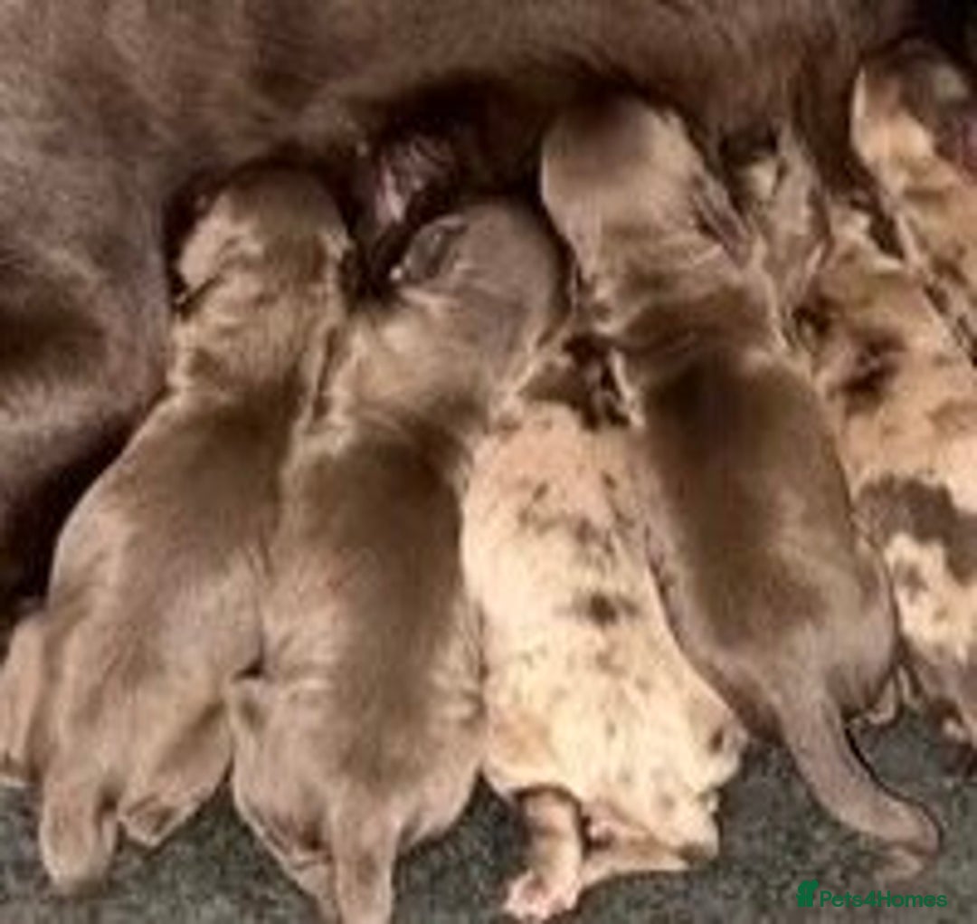 Cocker Spaniel dogs for sale: ⭐️chocolate cocker spaniel pups⭐️  - Image 13