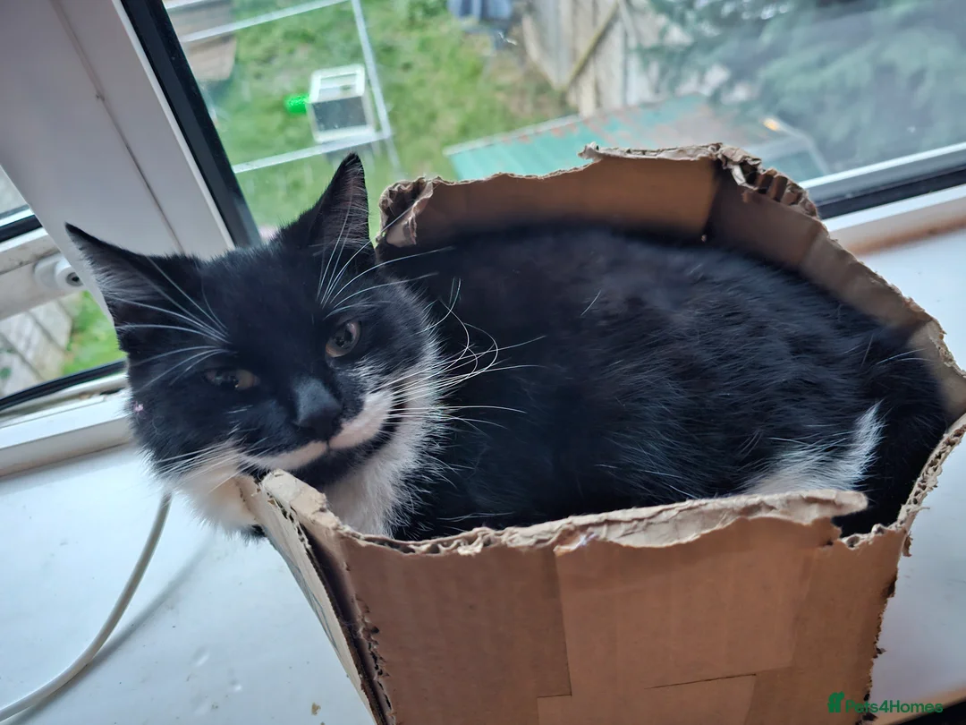 British Shorthair cats for sale: FREE ASAP 3 cats for rehoming due to moving abroad - Advert 6