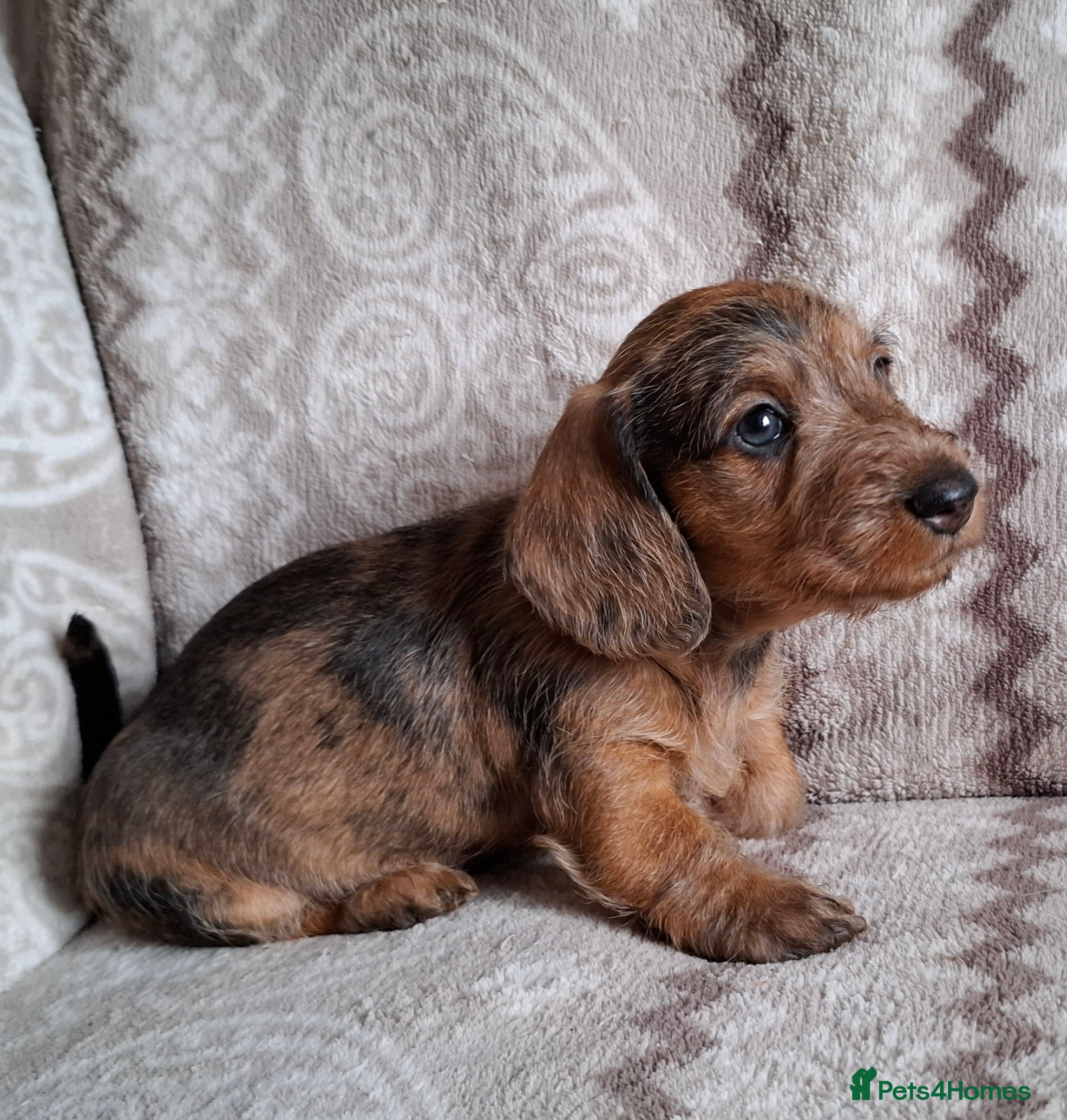 Miniature Dachshund dogs Outstanding KC Mini-Wire Dachsunds - Advert 11