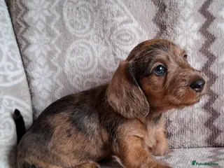 Miniature Dachshund dogs Outstanding KC Mini-Wire Dachsunds - Advert 11