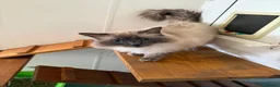 Ragdoll cats for sale: GCCF registered male ragdoll cat  - Advert 3